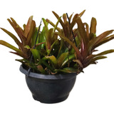 01 Cuia Bromelia Neoregelia