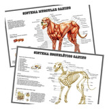 02 Posters 65x100cm Sistema