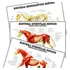 03 Posters 65x100cm Sistema Esquelético E Muscular Do Cavalo - Plastificado - Para Decorar Clínica Petshop Escola Sala