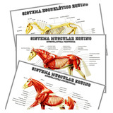 03 Posters Veterinaria 60cmx90cm
