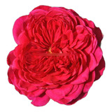 06 Mudas Rosas Trepadeiras