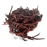 1 000 Unid Minhoca Violetas Do Himalaia   Compostage   500g