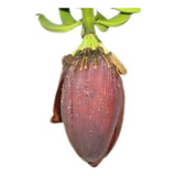 1 Coracao De Banana