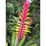 1 Muda Bromélia Vriesia - 30cm - Belíssima Rara