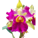 1 Muda De Orquidea