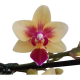 1 Unidade Orquídea Phalaenopsis Exclusiva Amarela Pintadinha