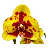 1 Unidade Orquidea Phalaenopsis