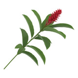 10 Bulbos De Maranta Charu  20 Bulbos De Alpinia Purpurata
