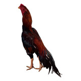 10 Ovos Galo Indio