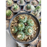 10 Sementes Cacto Frailea