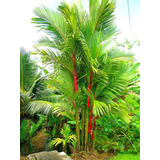 10 Sementes Palmeira Laca