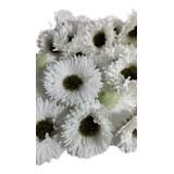 100 Flores Cabeca De