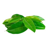100 Folhas De Ora