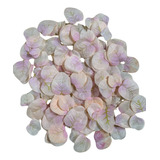 100 Folhas Petalas Eucalipto