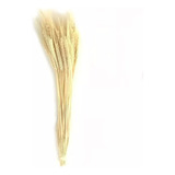 100 Hastes Trigo Seco