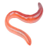 100 Minhocas Californiana Ovos
