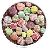 100 Semente Cactos Lithops