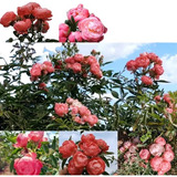 100 Semente Rosa Trepadera