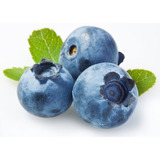 100 Sementes De Blueberry