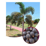 100 Sementes De Palmeira