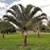 100 Sementes De Palmeira