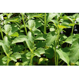 100 Sementes Stevia Rebaudiana - Estevia 