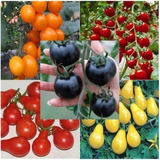 100 Sementes Tomate Cereja Coloridos 5 Cores + Brinde