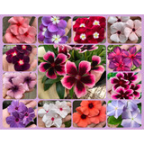 100 Sementes Vinca Madagascar Exóticas Raras Frete Grátis