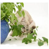 1000 Catnip Sementes De