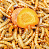 1000 Larvas Vivas Tenebrio