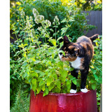 1004 Catnip Sementes De