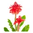 10muda Bulbos De Bastão Do Imperador Flor Vermelha  agro 