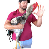 12 Ovos Dos Maiores Índio Gigante Galinha Sertaneja Balão 