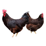 12 Ovos Ferteis Rhode