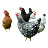 12 Ovos Galados De