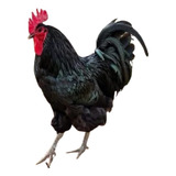 12 Ovos Gigante Negro De Jersey
