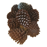 12 Unid Pinhas Naturais