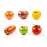 120 Sementes De Tomate 12 Espécies 10 De Cada Frete Grátis 