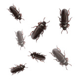15 Besouros De Tenébrios Molitor   Manual Pdf