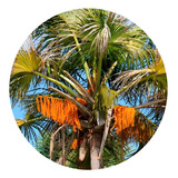 15 Mudas De Palmeira Buriti Do Cerrado  mauritia Flexuosa 