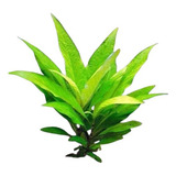 15 Mudas Higrofila Corimbosa Planta Aquática Para Aquários