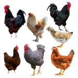 15 Ovos Ferteis Caipira   Melhores Raças De Postura Caipira
