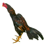 15 Ovos Ferteis De