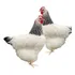 15 Ovos Ferteis Galinhas Sussex Light Lindas Aves