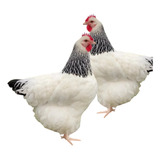 15 Ovos Ferteis Galinhas