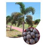 150 Sementes De Palmeira