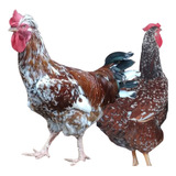 18 Ovos Férteis Galinha Balão Sertanejo Gsb Top