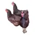 18 Ovos Rhode Island Red Padrão Americano