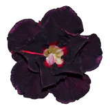 18 Sementes Rosas Do Deserto Negras Variadas Frete Grátis