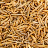 2 000 Larvas De Tenébrio Molitor comum Vivas